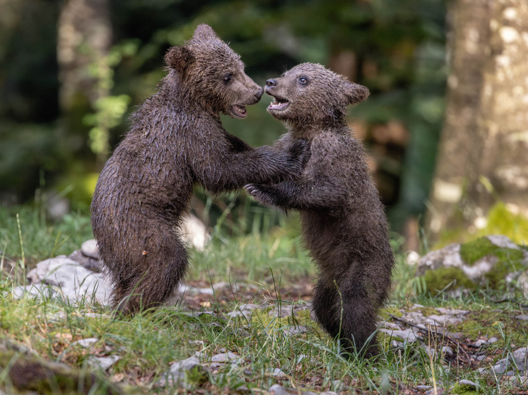 Slovenian Bears-Stari Trg pri Lozu必去景点