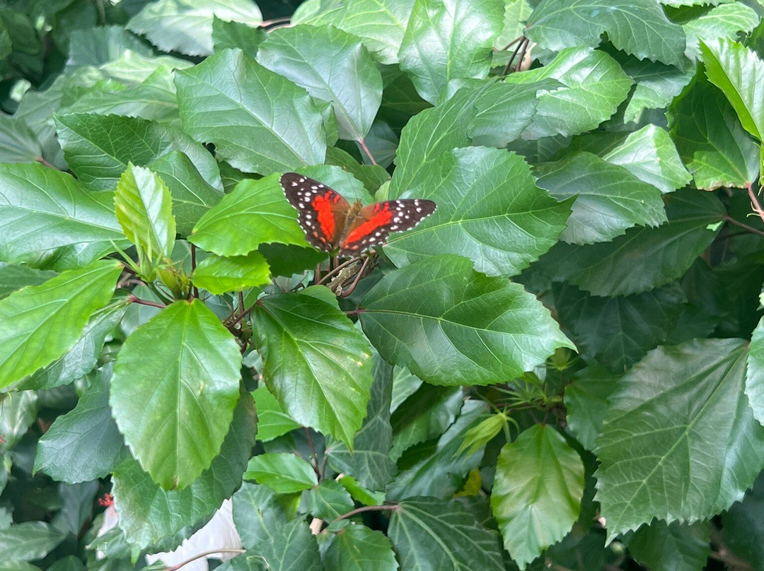 The Butterfly House-维也纳必去景点