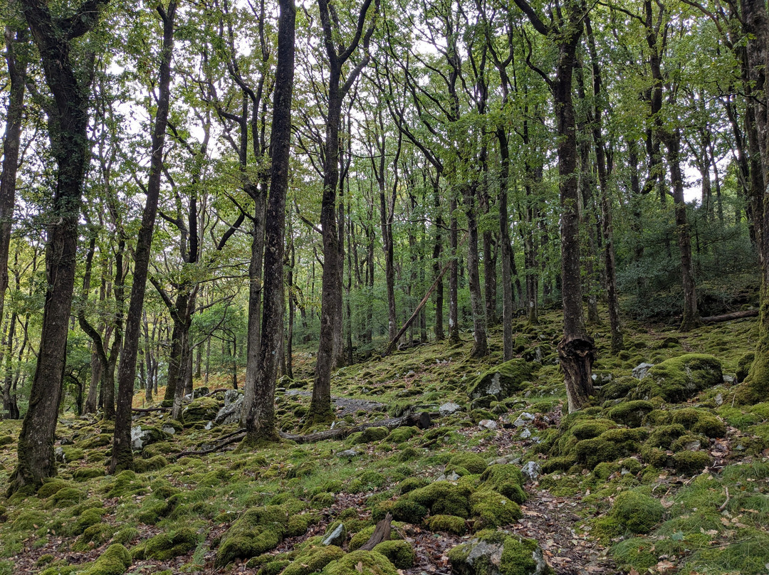 Rhaeadr Ddu and Coed Ganllwyd Walk-Ganllwyd必去景点