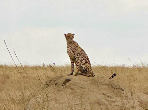 Lifestyle Safaris & Holidays Limited-阿鲁沙必去景点