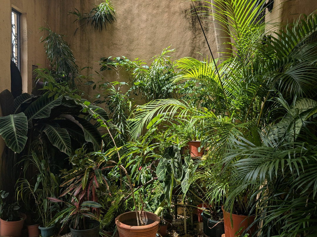 Tico Lingo-爱雷迪雅必去景点