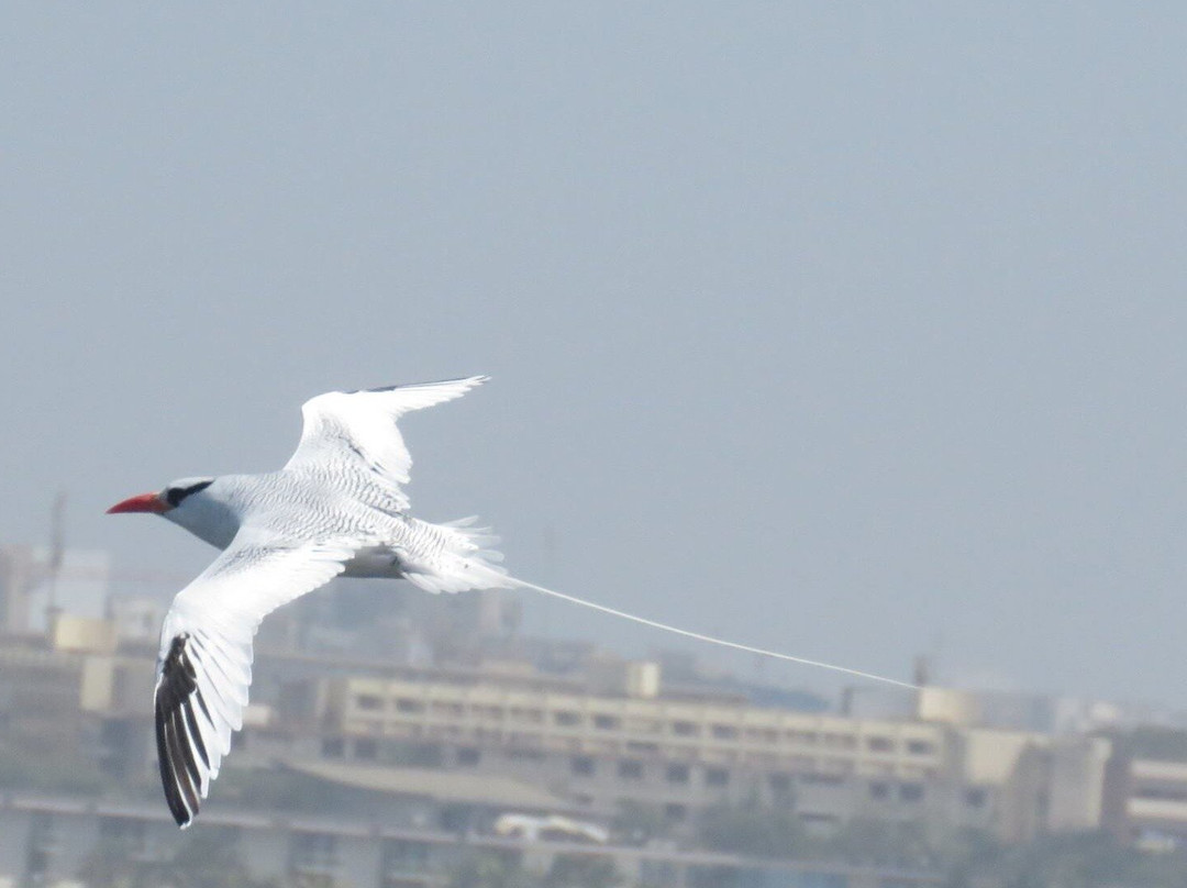 Birding in Senegal-达喀尔必去景点