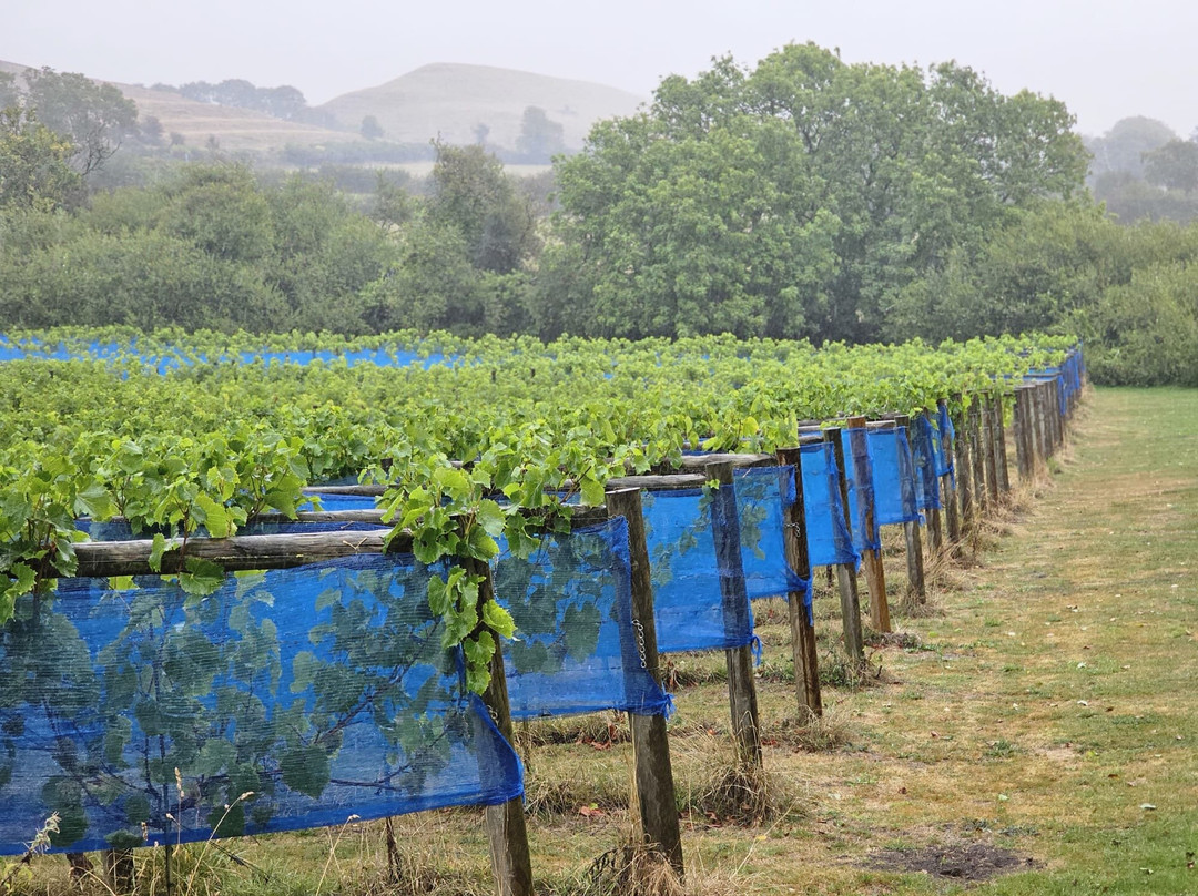 Little Waddon Vineyard-Waddon必去景点