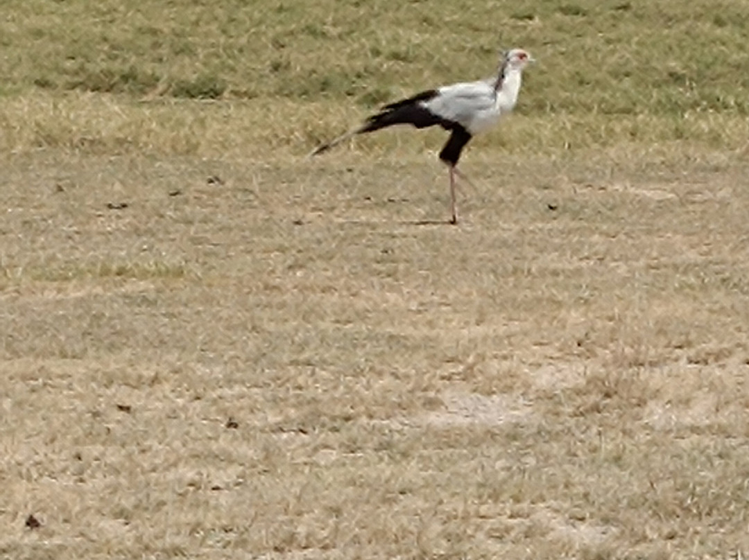 All Seasons Safaris & Tours - Day Tours-内罗毕必去景点