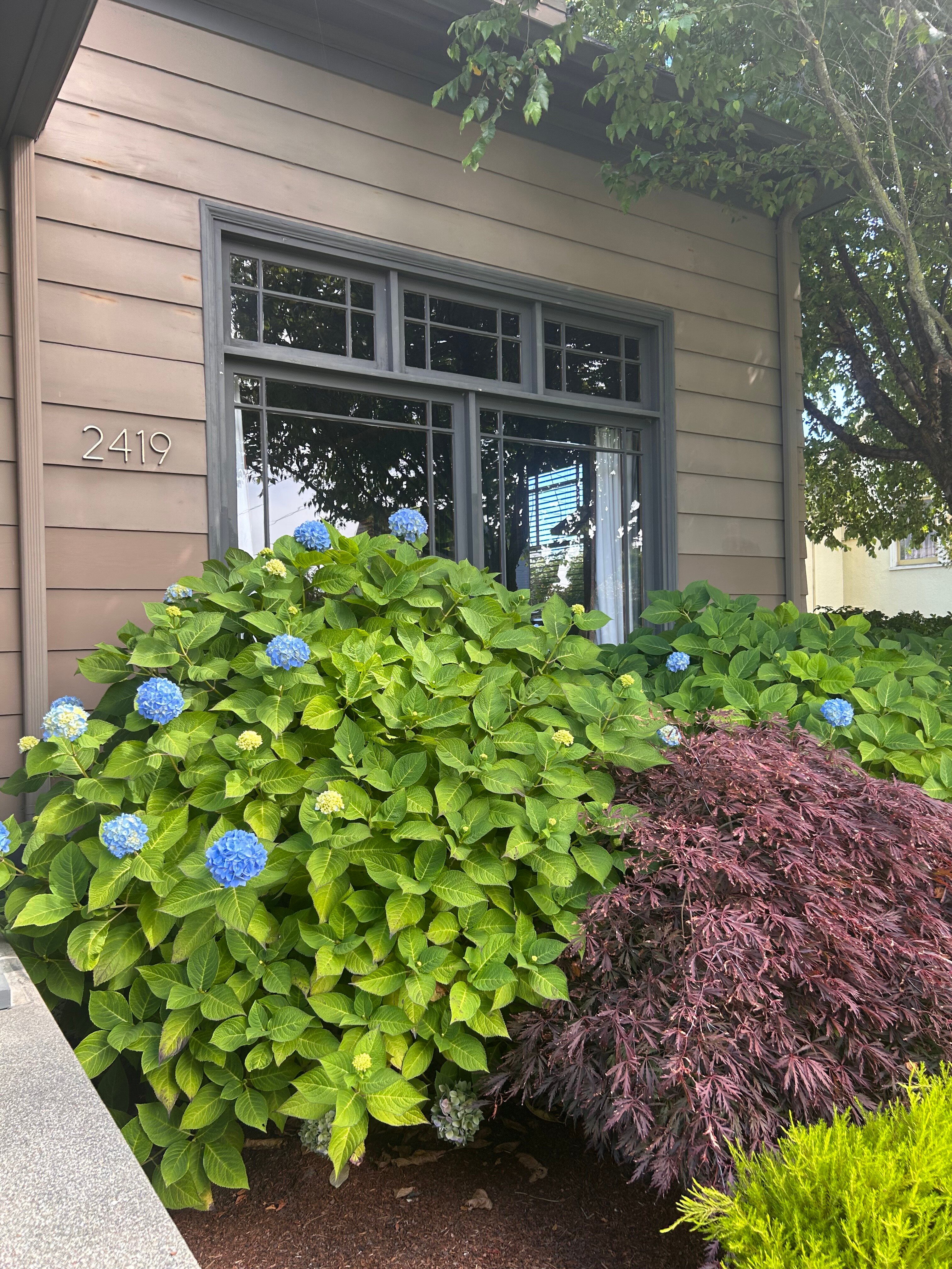 Hydrangea Inn-官方