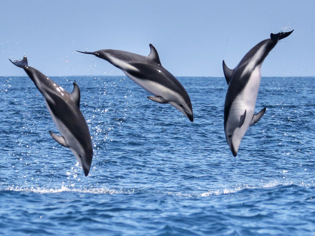 Minke Explorer-Chanaral de Aceituno必去景点