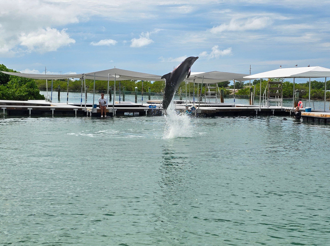Dolphin Connection-Duck Key必去景点