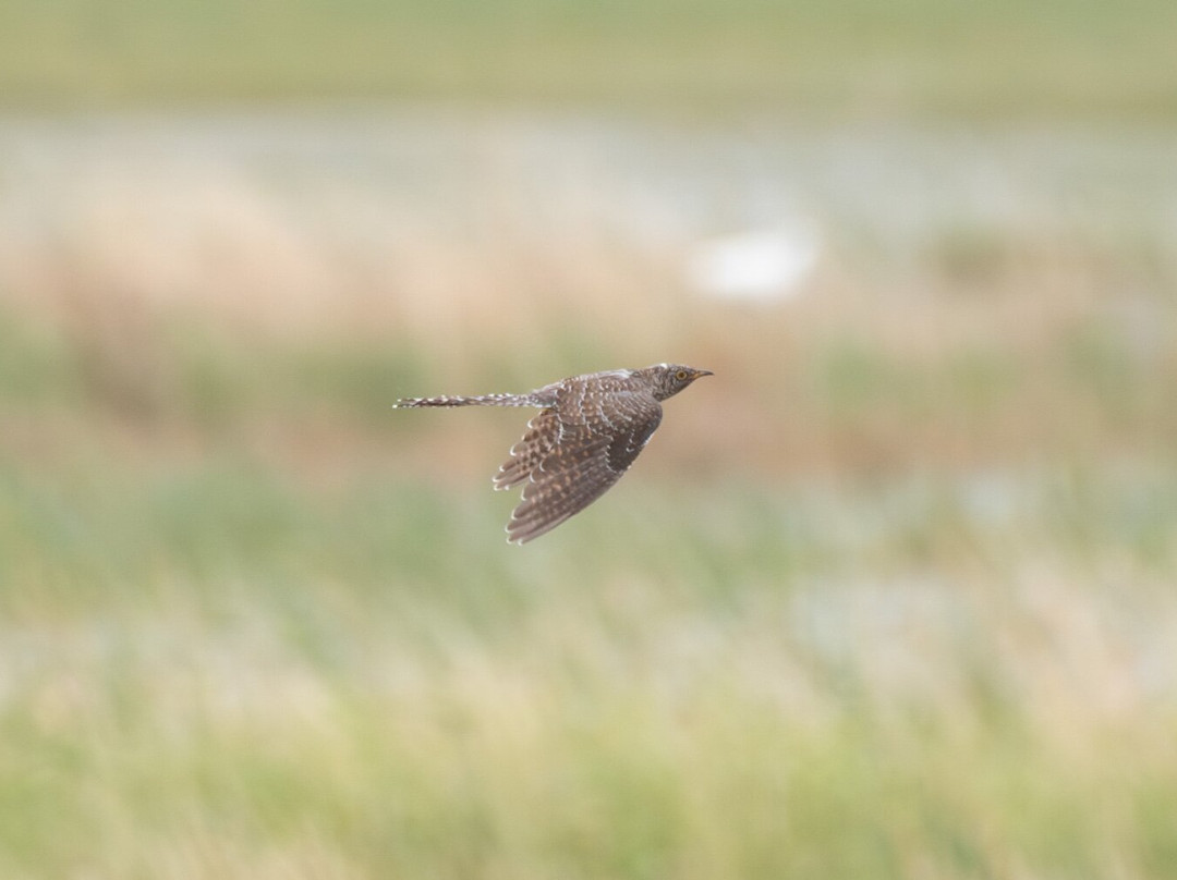 Hungarianbirdwatching.com Day Tours-布达佩斯必去景点