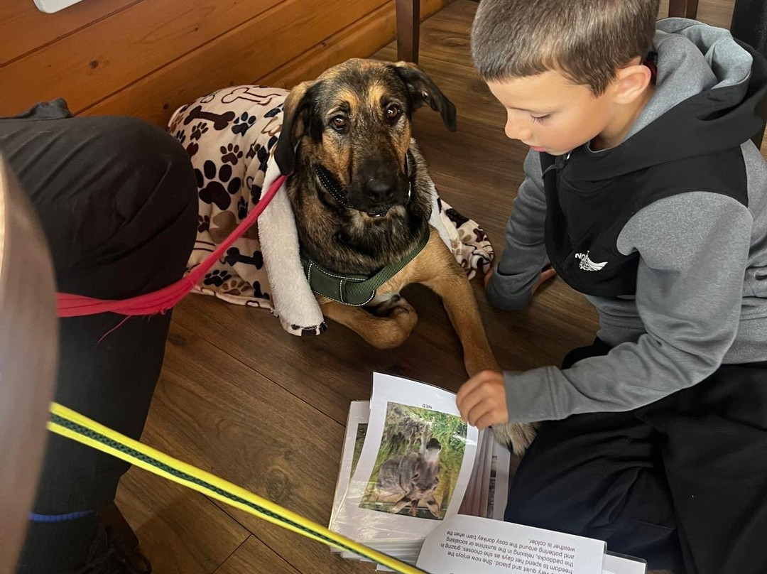 The Flicka Foundation - Donkey Sanctuary-Penryn必去景点