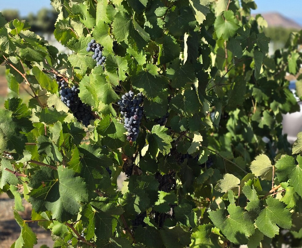 Wiens Cellars - Winery-特曼库拉必去景点