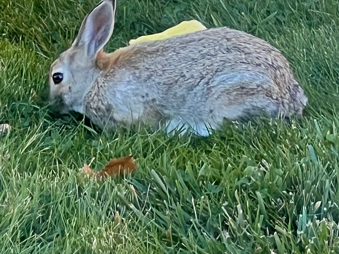Buffalo Bill Village Cabins主图