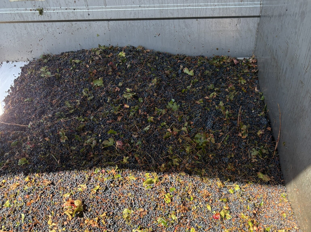 Cantine Fina-马尔萨拉必去景点