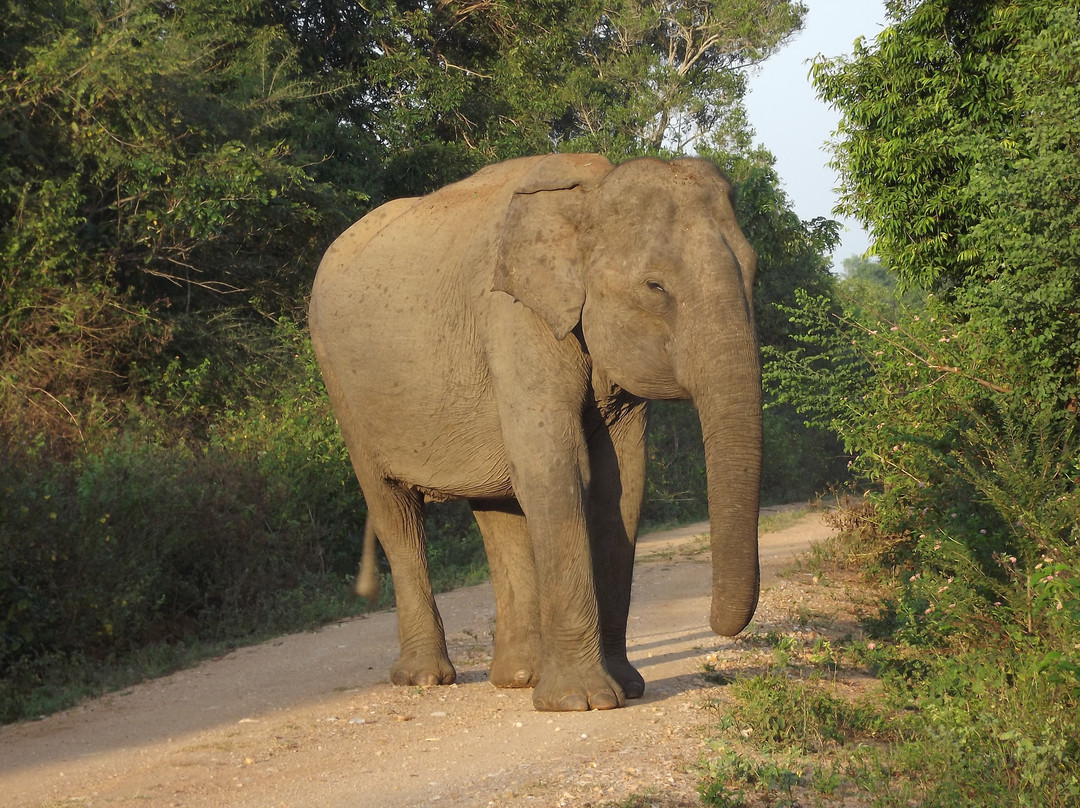 Udawalawe Trails-乌达瓦拉瓦必去景点