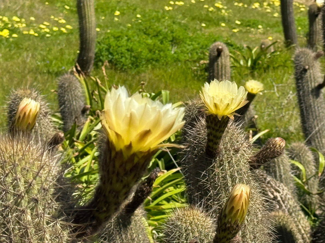 Punta De Lobos-皮钦勒姆必去景点