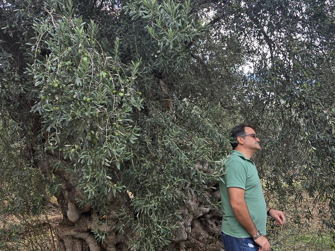 socrates olive oil tasting-Itea必去景点