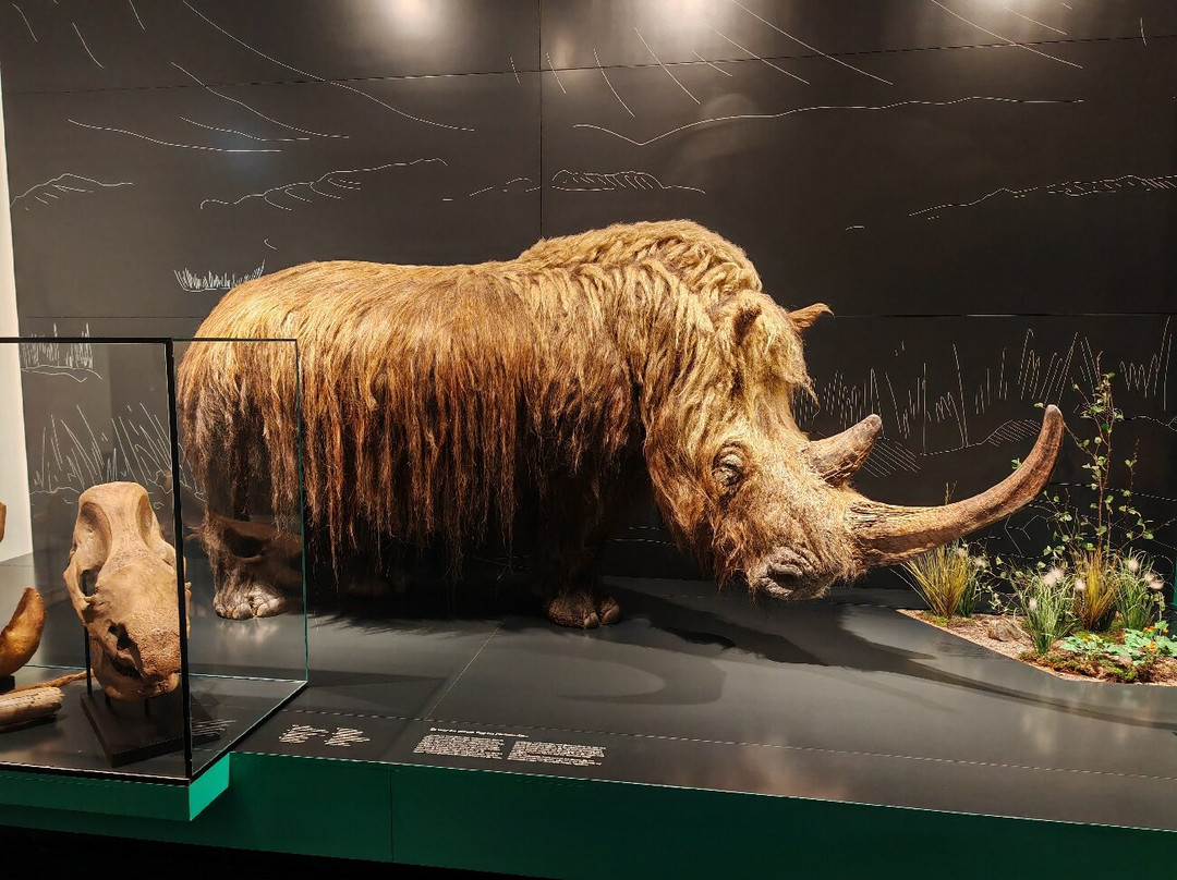 Naturhistorisches Museum Mainz-美因茨必去景点