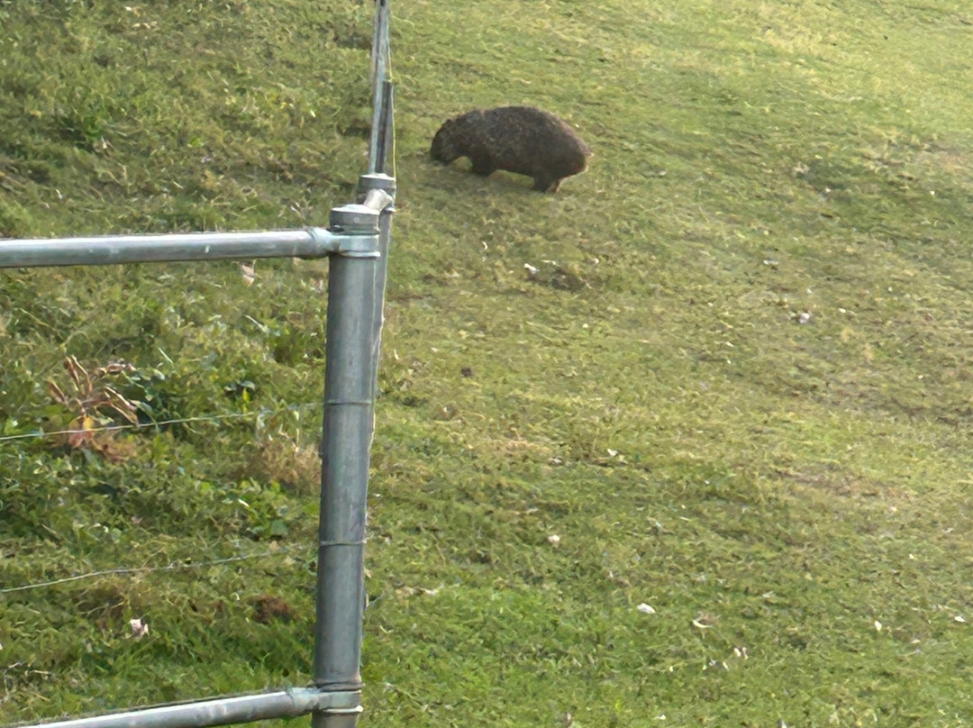 Bendeela Camping and Picnic Area-袋鼠谷必去景点