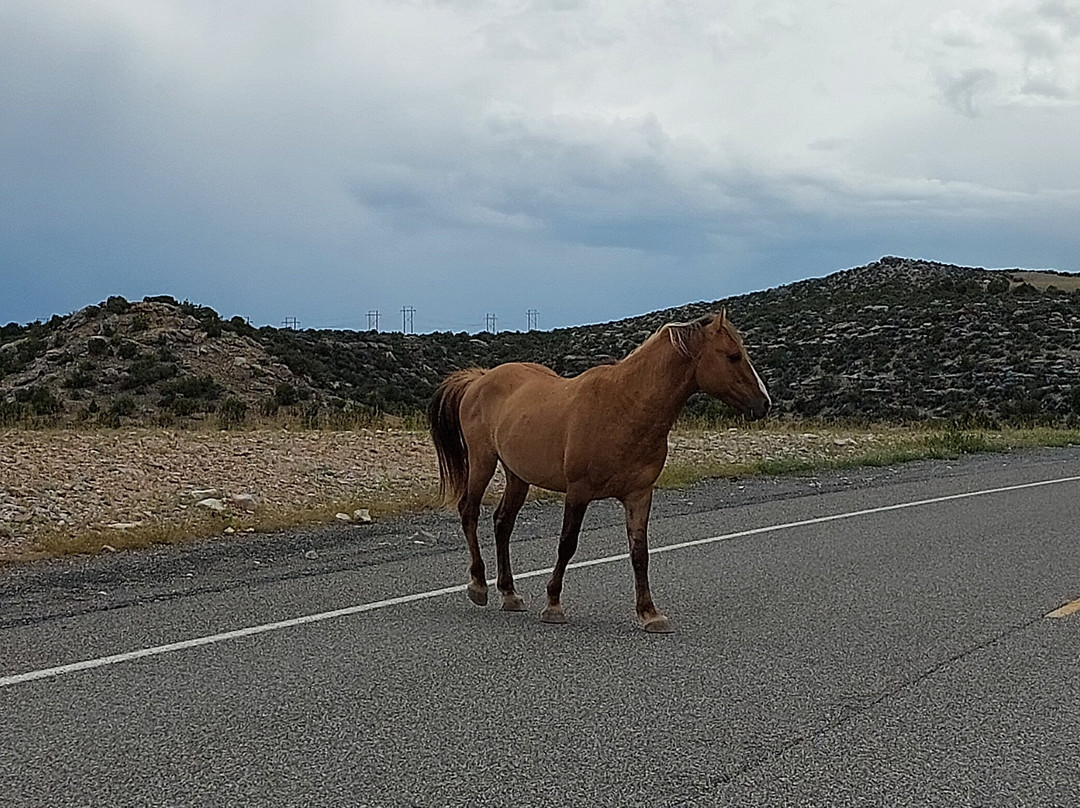 Pryor Mountain Wild Mustang Center-Lovell必去景点