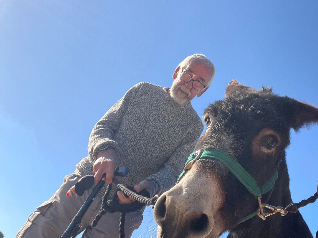 Brockenhurst Donkey Walks-Brockenhurst必去景点
