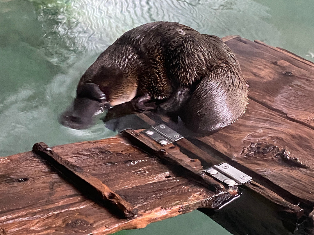 Platypus House-Beauty Point必去景点