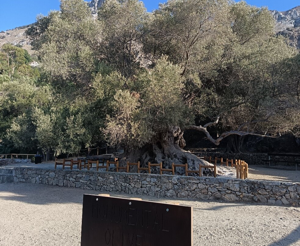Azorias Ancient Olive Tree-Kavousi必去景点