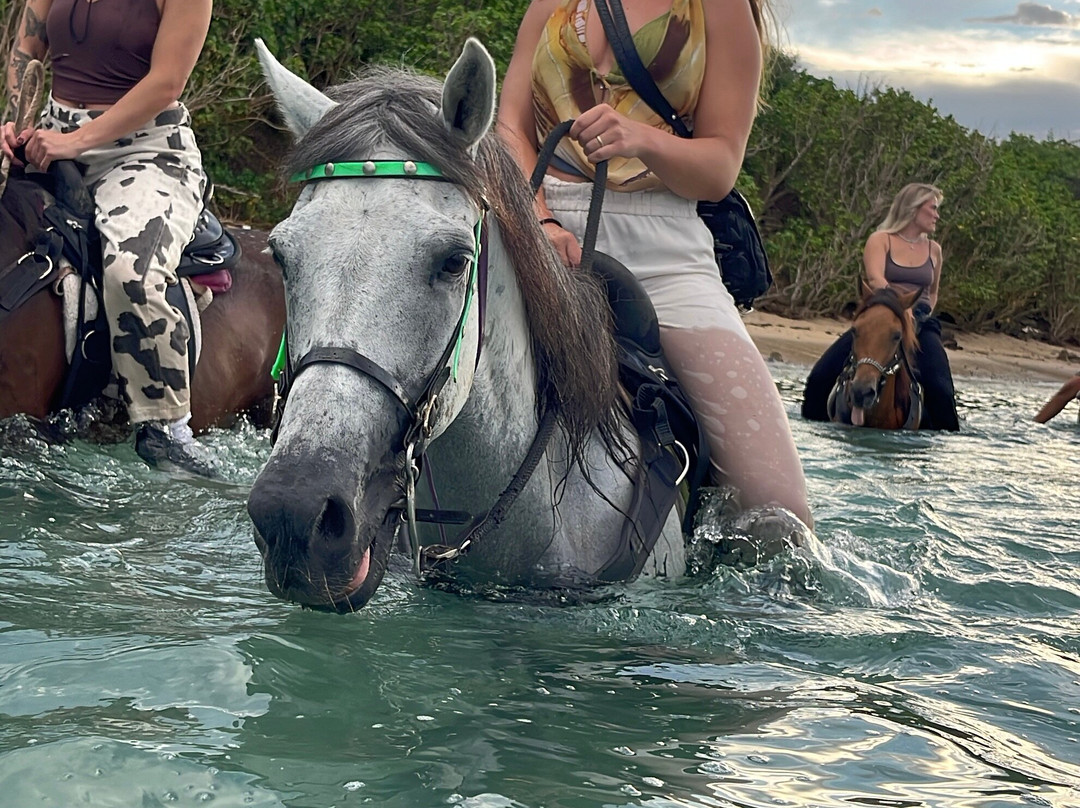 Colon Horseback Riding-维切克岛必去景点