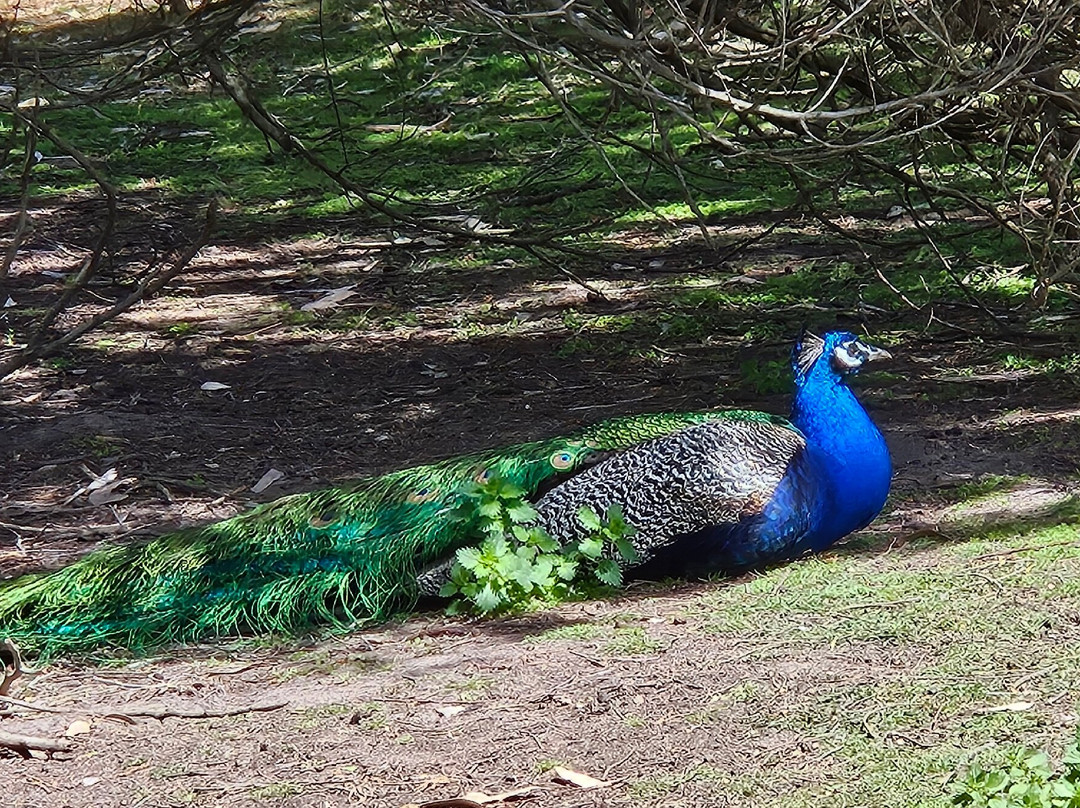 Halls Gap Zoo-贺思盖必去景点