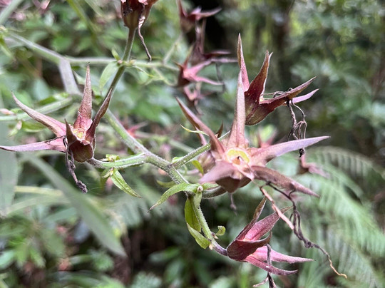 Madeira Fauna & Flora-沙尔必去景点