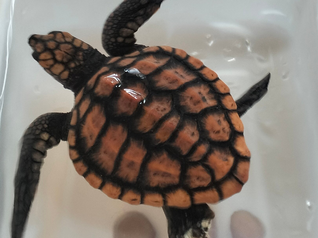 Sea Turtle Conservation Project (Koggala)-克拉必去景点