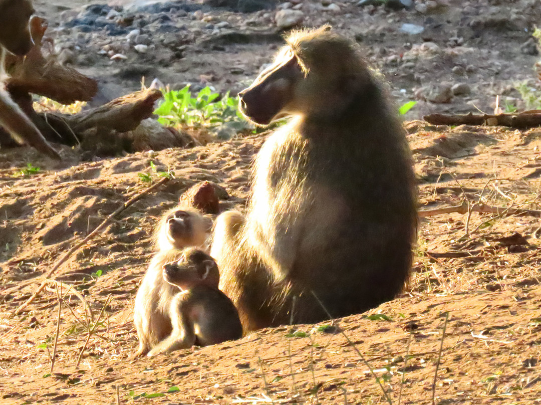 Bearded Heron Safaris-司库库札必去景点