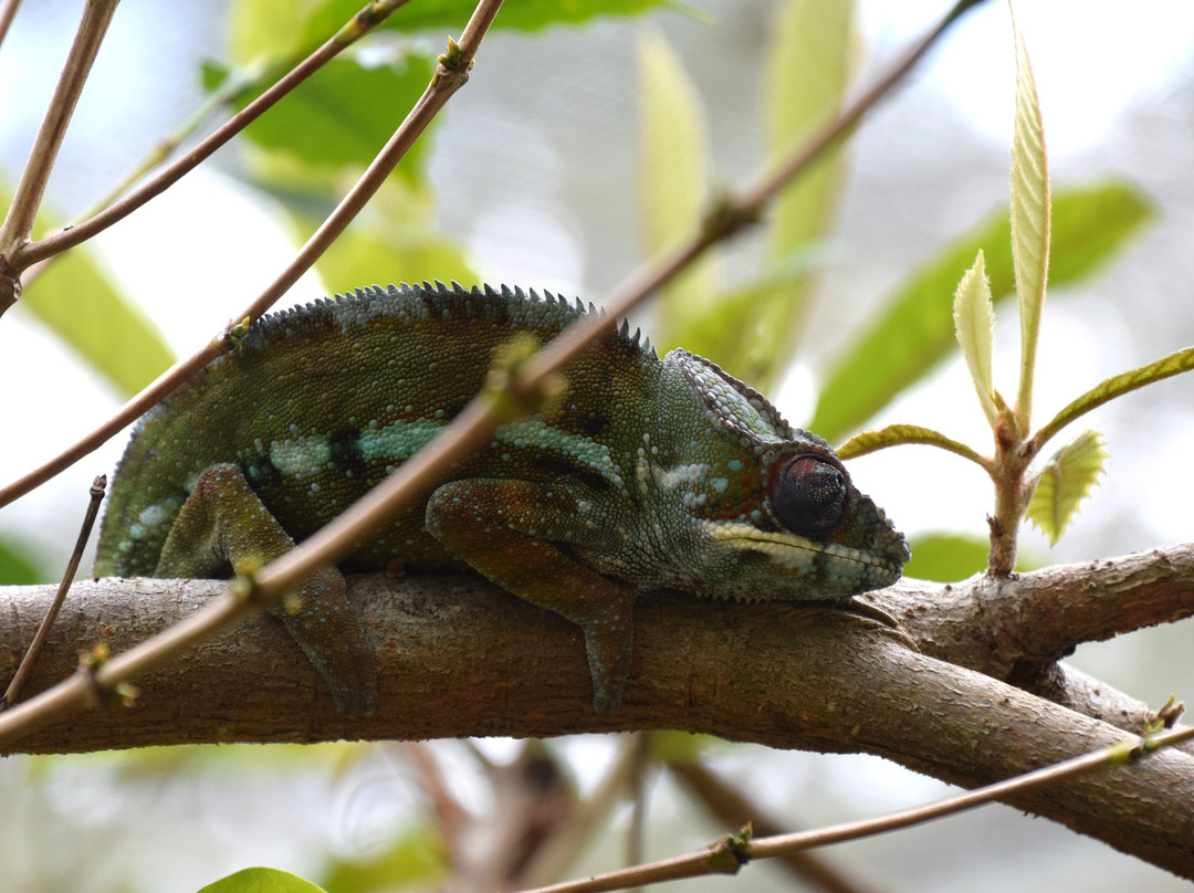 Reserve Peyrieras Madagascar Exotic-Marozevo必去景点