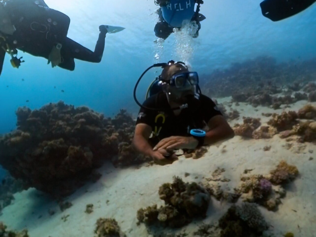 Penguin Divers Club-达哈卜必去景点