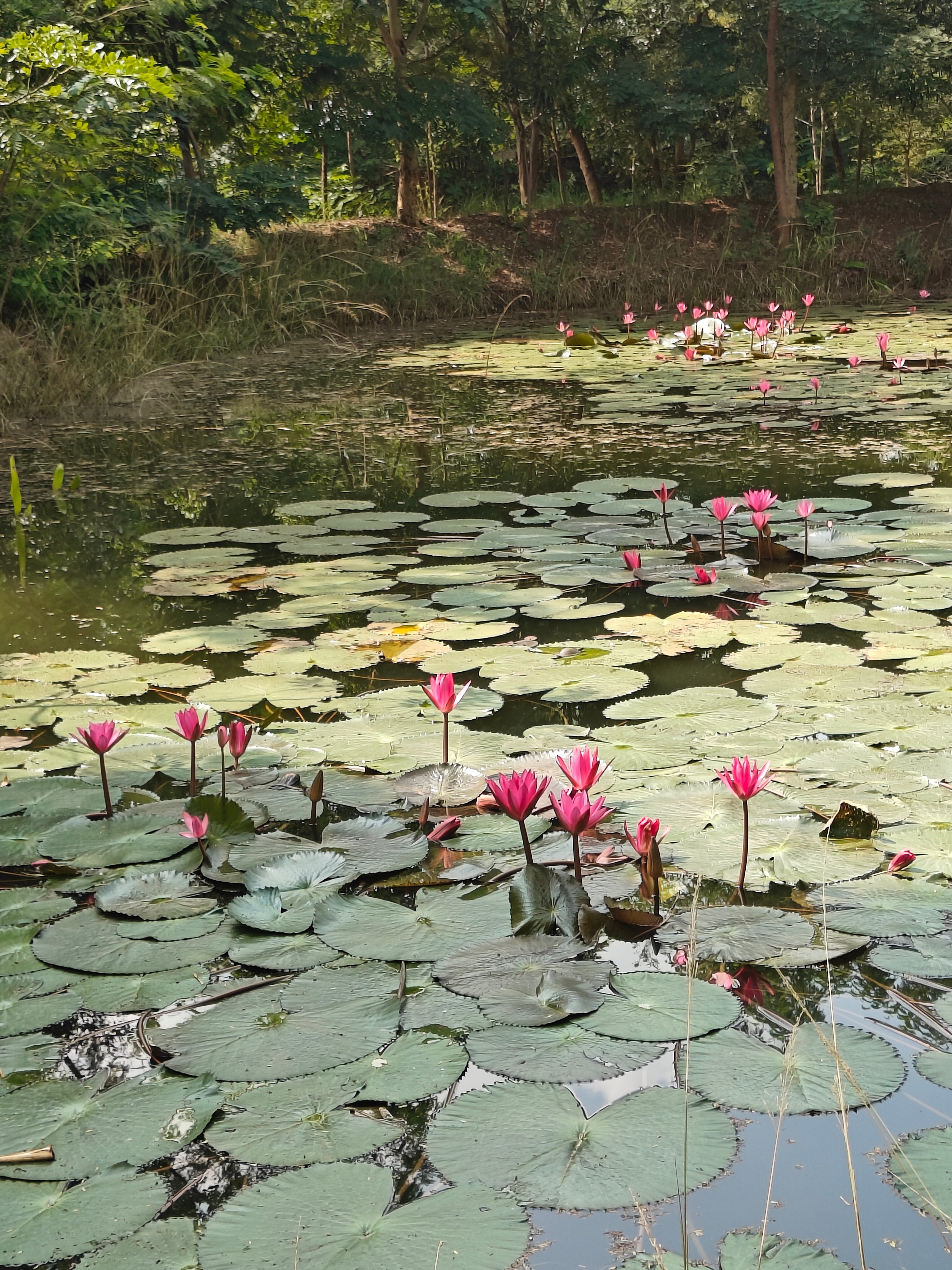 Tadoba Jungle Camp - Jungle Camps India-浴室