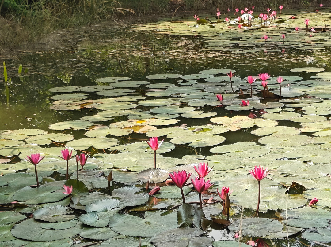 Tadoba Jungle Camp - Jungle Camps India主图