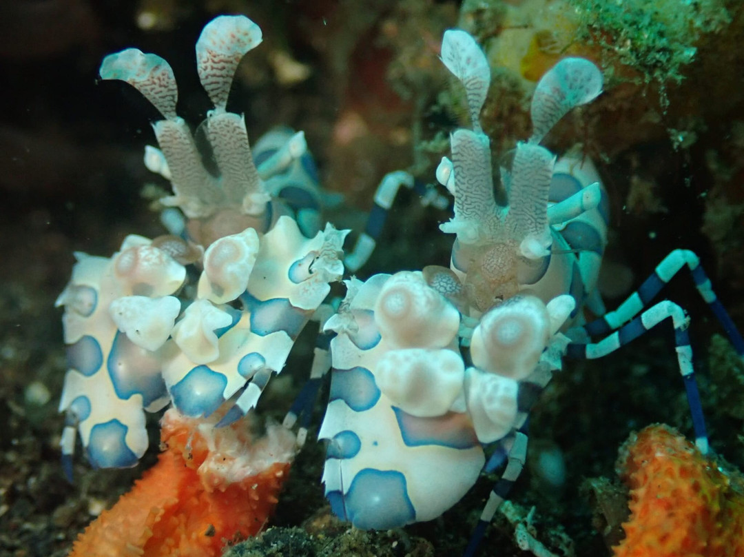 Thalassa Dive Resort Lembeh主图