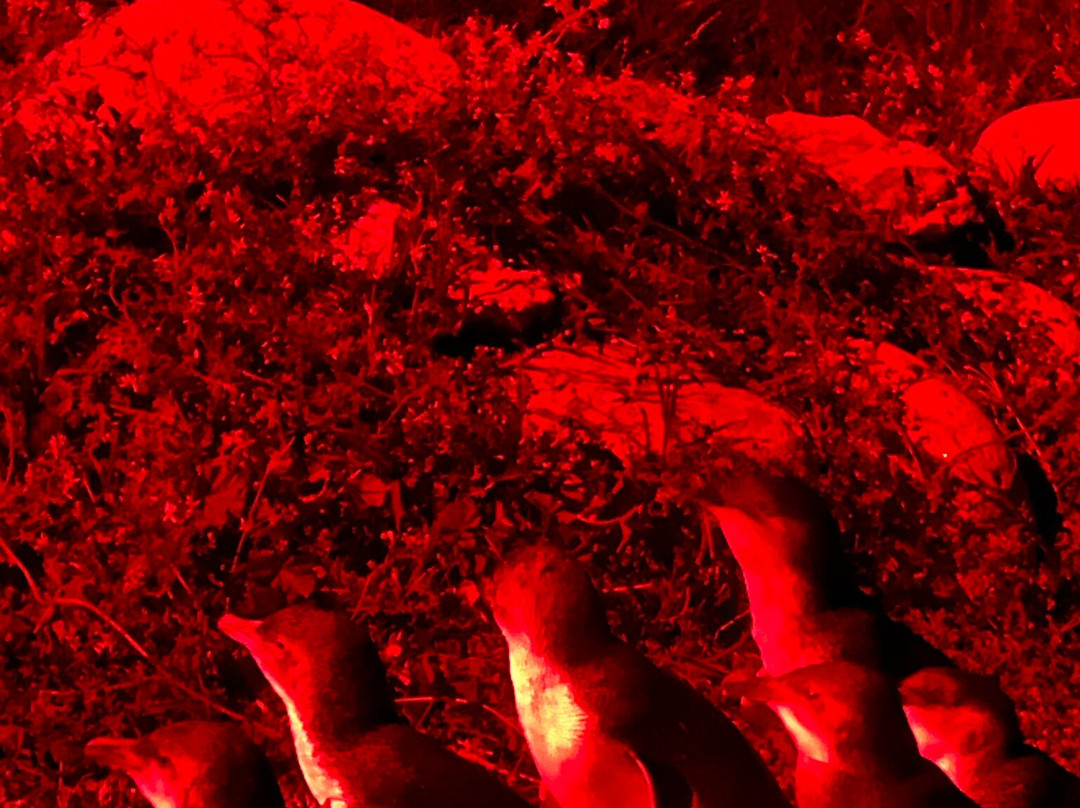 比奇诺观企鹅之旅-比奇诺必去景点