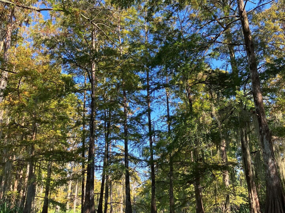 The Last Wilderness Swamp Tour-Plaquemine必去景点