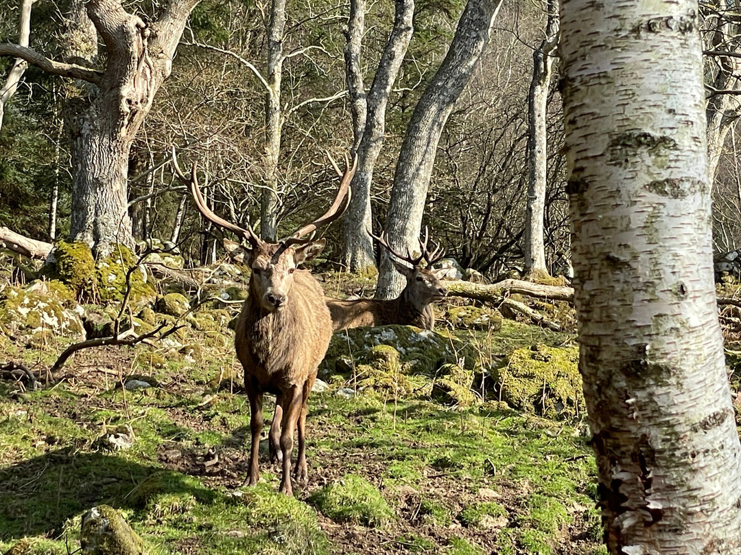 Bainloch Deer Park-Dalbeattie必去景点