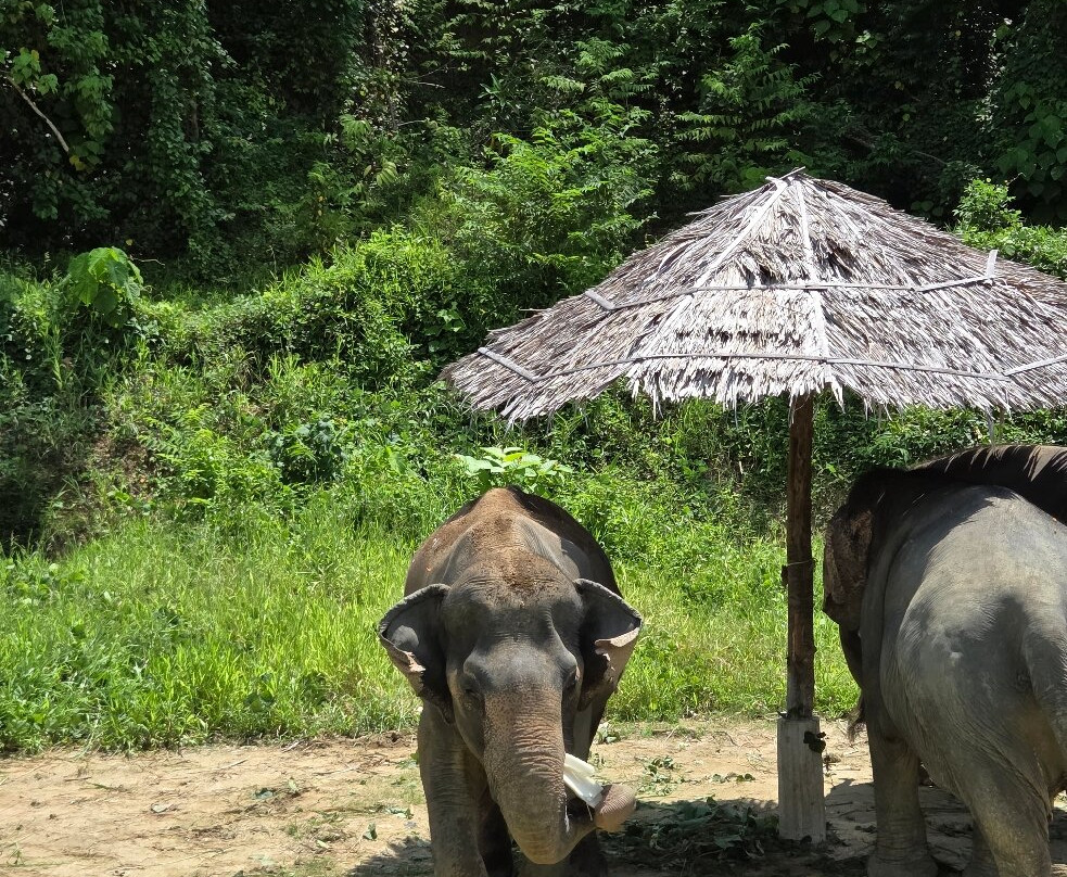 Hidden Forest Elephant Reserve-查龙必去景点