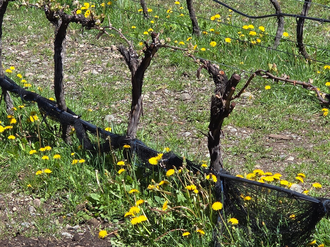 Vinas del Nant y Fall Establecimiento Agroturistico-Trevelin必去景点