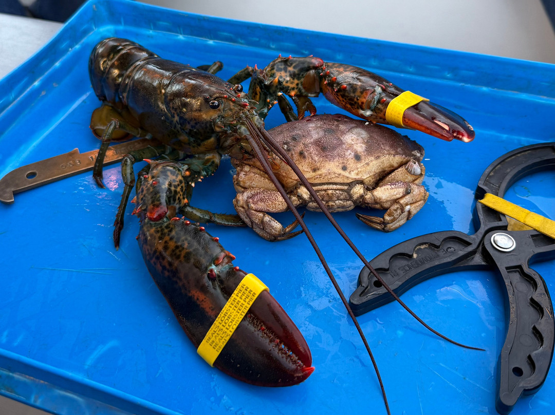 Sail Acadia-Southwest Harbor必去景点