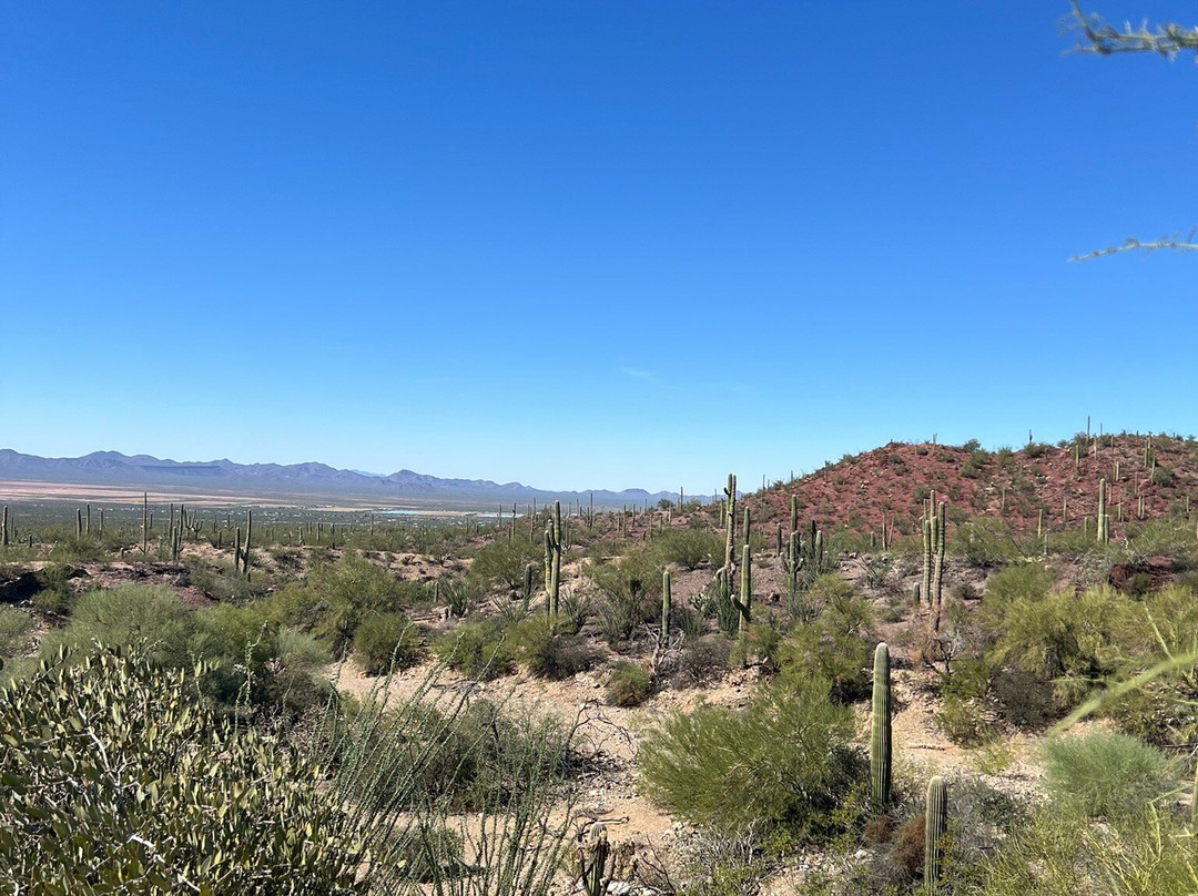 Saguaro National Park-图森必去景点