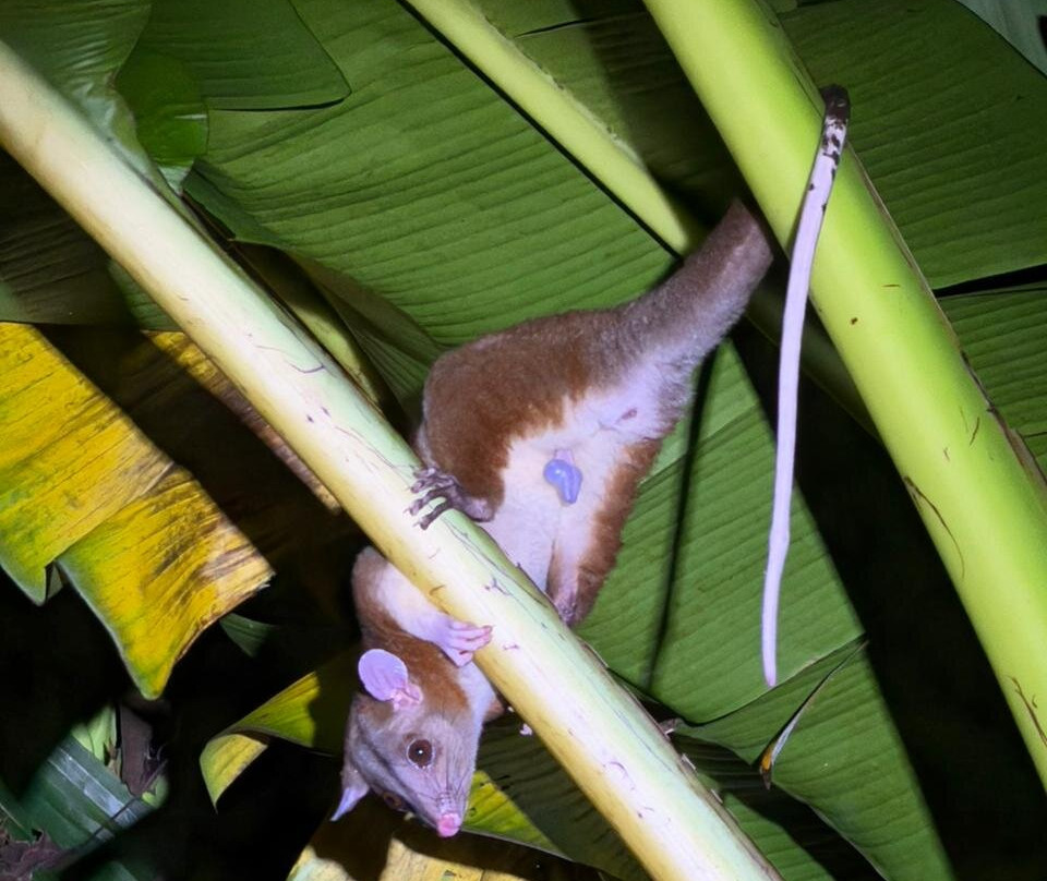 Harpy Eagle Tortuguero-托图杰多必去景点