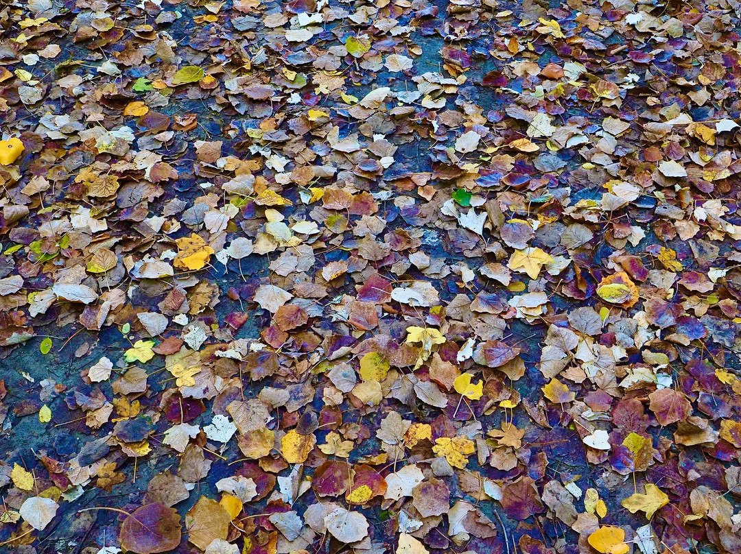 Parco della Chiusa-雷诺河畔卡萨莱基奥必去景点