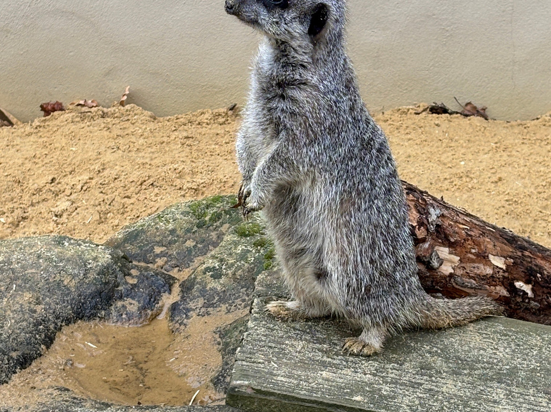 Wicksteed Park-凯特林必去景点
