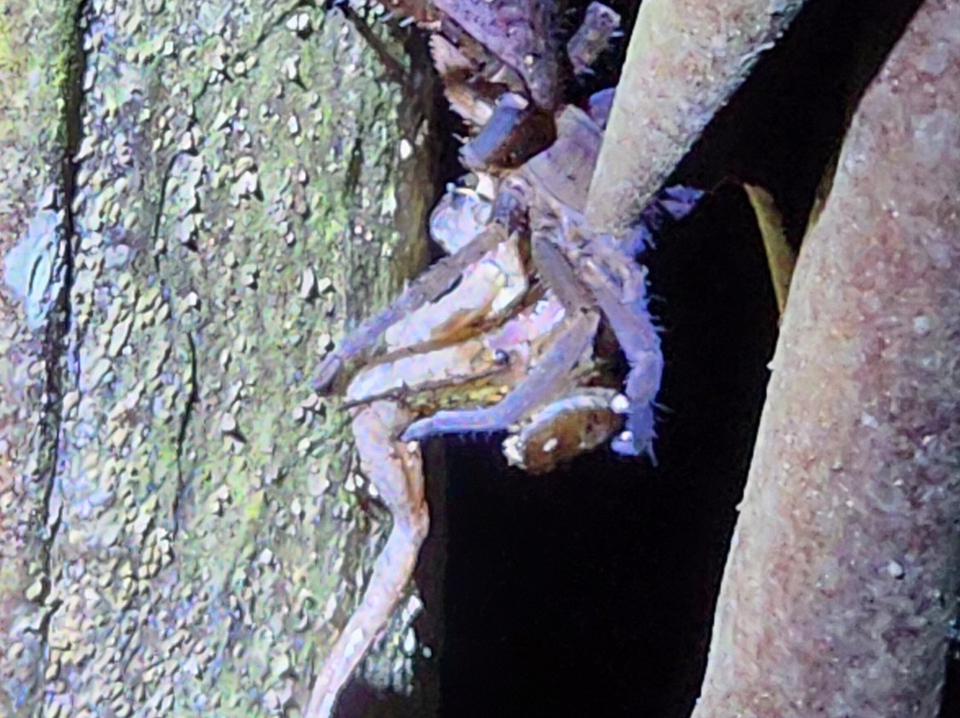 Amazonian Trails-伊基托斯必去景点