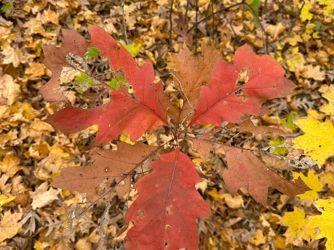 Matthiessen State Park-尤蒂卡必去景点
