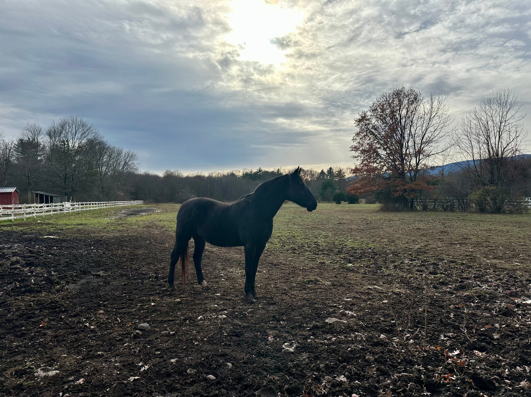 The Kaaterskill主图