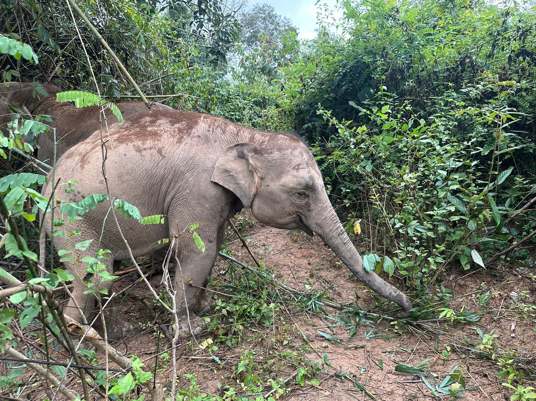 MandaLao Elephant Conservation-琅勃拉邦必去景点
