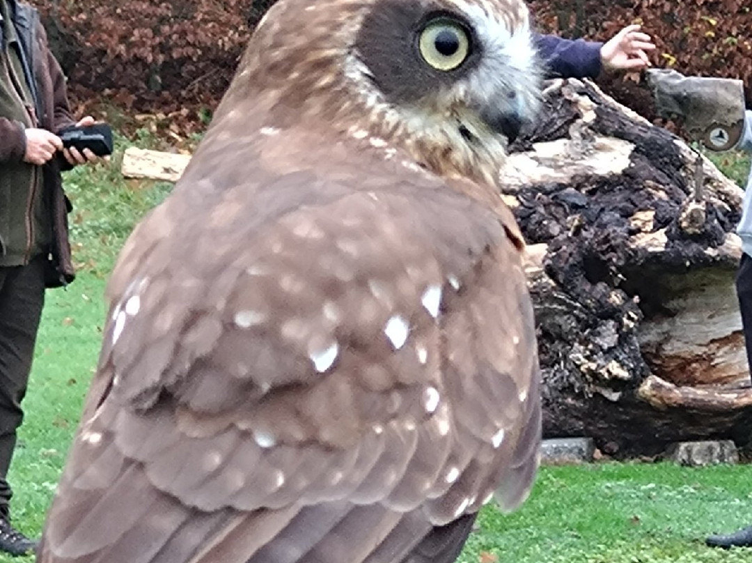 Leeds Castle Falconry Experiences-Leeds必去景点